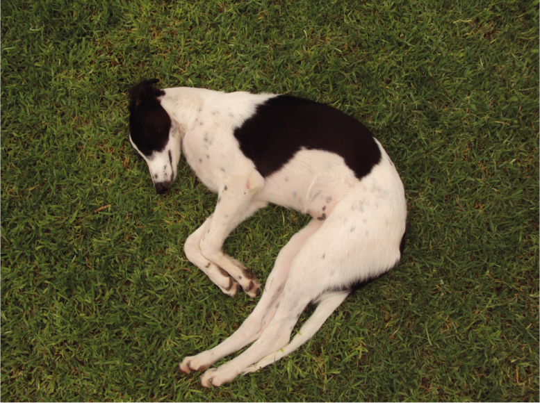 Fotografía de un perro hecho bollito X PRENSUTI